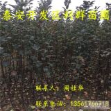 紅心蘋(píng)果苗 紅心蘋(píng)果苗新品種 紅心蘋(píng)果苗價(jià)格多少