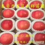 紅富士蘋(píng)果樹(shù)苗 紅富士蘋(píng)果樹(shù)苗價(jià)格 矮化紅富士蘋(píng)果樹(shù)苗