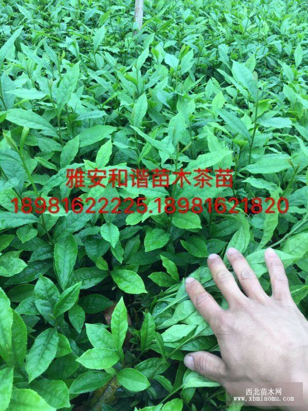 茶苗价格.茶苗