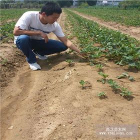 湖北地区哪里有草莓苗卖 适合大棚种植章姬草莓苗出苗 量大便宜