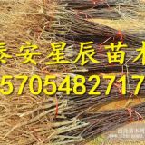 5公分梨樹(shù) 5公分梨樹(shù)苗種植方法