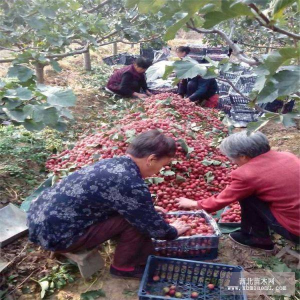 山楂树砧木