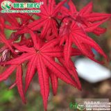 江西綠農(nóng)供應(yīng)新品種紅楓日本紅楓笠置山