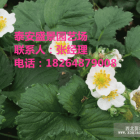 脱毒红油添香草莓苗 红油添香草莓苗基地 哪里有红油添香草莓苗