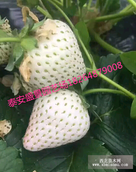 菠萝莓草莓苗