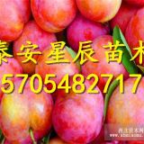 4公分李子树 4公分冰糖李子树苗