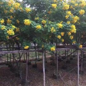 福建黃花槐價格 黃花槐哪里有 黃花槐哪里多 黃花槐哪里便宜