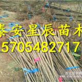 福晨樱桃树2公分3公分4公分樱桃树苗基地