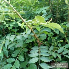 大红袍花椒苗基地 山西大红袍花椒小苗