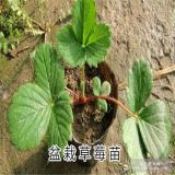 草莓基地供應優質草莓苗 小苗 成苗 地栽苗盆栽苗