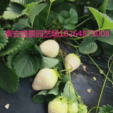 2017白草莓苗价格 哪里有白草莓苗 白草莓苗批发