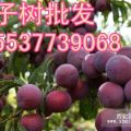 李子樹苗批發(fā) 李子樹苗品種 河南南陽(yáng)李子樹苗