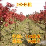 日本紅楓/美國(guó)紅楓/江蘇農(nóng)戶(hù)基地