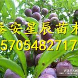 布朗李子苗 布朗李子苗种植方法 布朗李子苗单价