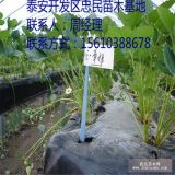 今年章姬草莓苗價(jià)格 章姬草莓苗那里便宜 章姬草莓苗基地