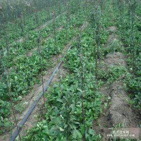 妙香七号草莓苗批发，泰安草莓苗繁育基地