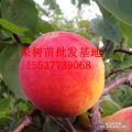 紅杏樹苗 杏樹苗價格 杏樹苗批發(fā)基地