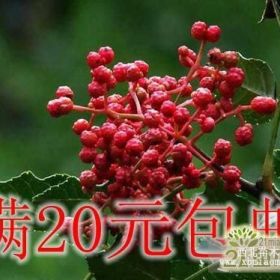 花椒苗山西花椒苗大紅袍花椒苗獅子頭花椒苗