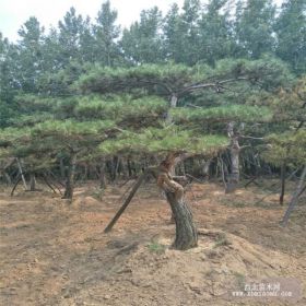 泰安景松，泰山精品造型景松，景松供应基