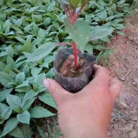 蔷薇 丰花月季 大花月季 鸡冠花 矮牵牛