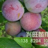 脆紅李苗 脆紅李樹苗 脆紅李苗批發(fā)價(jià)格