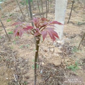 批发大棚红油香椿树苗 红油香椿树苗基地  占地香椿苗