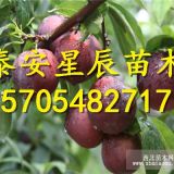 李子樹苗2公分 3公分 5公分李子樹苗單價