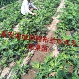 山东泰安无花果种植基地、一亩地载多少棵无花果、无花果树苗哪里