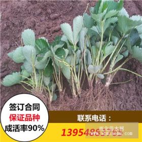 草莓苗價(jià)格 脫毒草莓苗