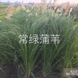 供應(yīng)花葉蘆葦、花葉蘆竹等水生植物