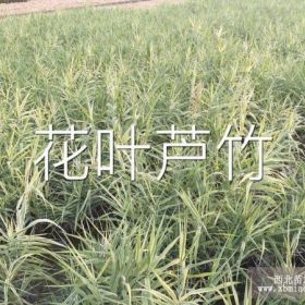 供应香根草、黄花美人蕉水生植物