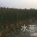 供應(yīng)水蔥、再力花等水生植物