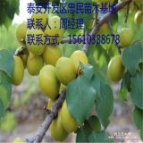 珍珠油杏杏树苗 珍珠油杏杏树苗价格 珍珠油杏杏树苗批发