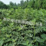 山东泰安无花果培植基地、无花果多少钱一棵、无花果怎样培植