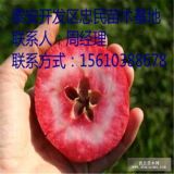 红肉苹果苗价格 红肉苹果苗哪里有便宜 红肉苹果苗基地