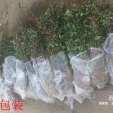 高度50公分的花椒苗，花椒苗哪里便宜