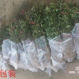 高度50公分的花椒苗，花椒苗哪里便宜