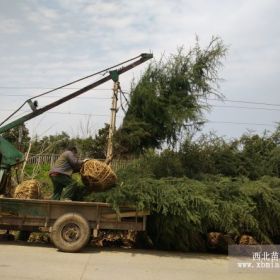 南京雪松价格树形规格