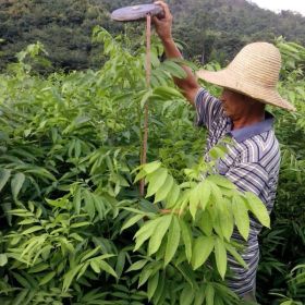 一年生无患子小苗价格