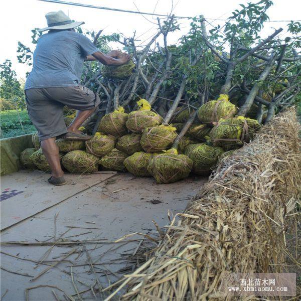 曙光油桃树