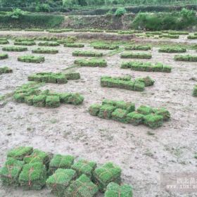 重庆马尼拉草皮