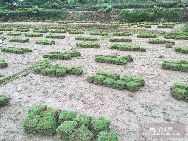 马尼拉草皮信息