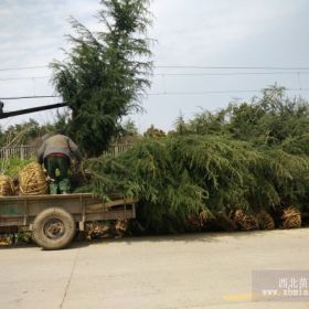 江苏雪松一级苗雪松价格明细