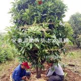 肥西中華石楠樹_肥西中華石楠樹基地_肥西中華石楠價(jià)格