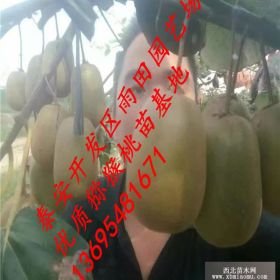 龍藏紅獼猴桃樹(shù)苗價(jià)格