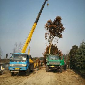 南京苗圃哪家口碑好