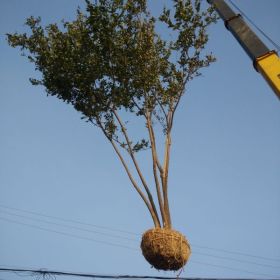 南京苗圃 泉东苗圃场发货现场