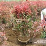 紅葉石楠目前價(jià)格 南京紅葉石楠批發(fā)處