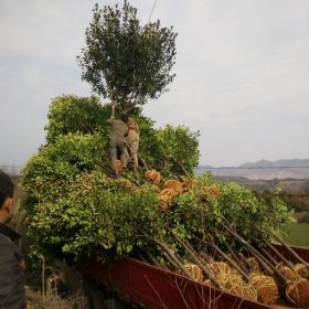 独杆红叶石楠批发 独杆红叶石楠基地产区