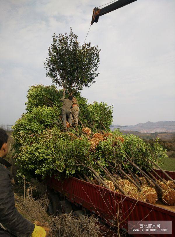 獨桿紅葉石楠